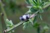 Campopleginae inconnu